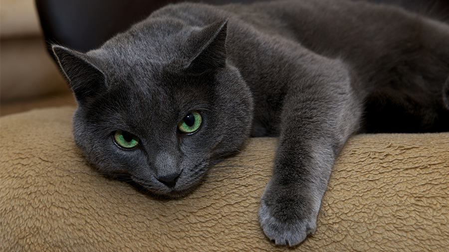 Gato Russo Azul