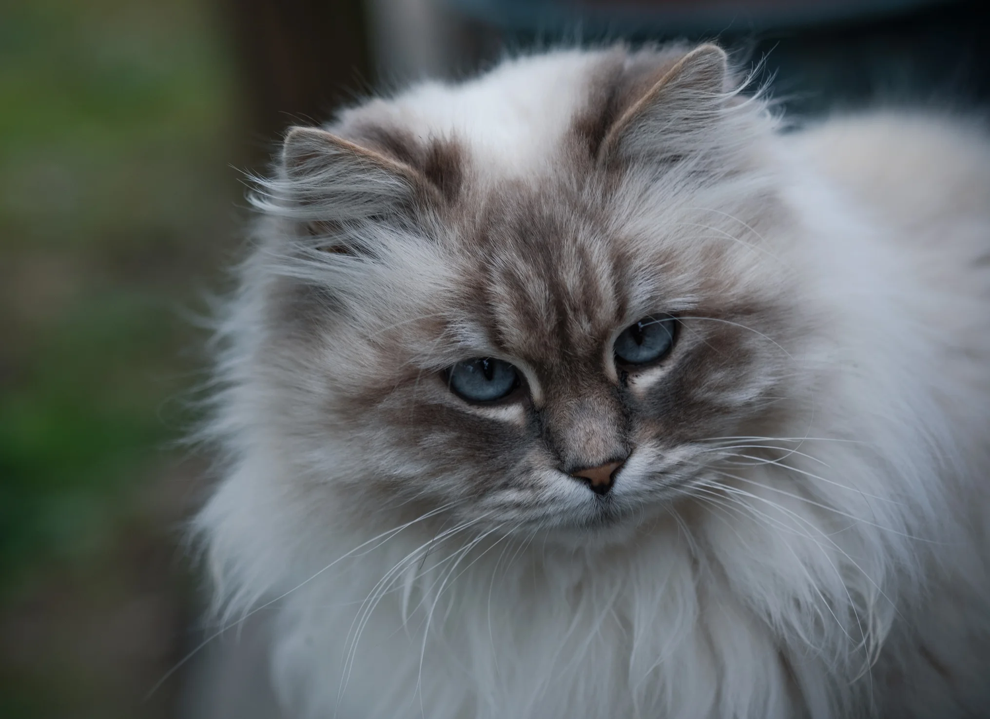 Gato Siberian