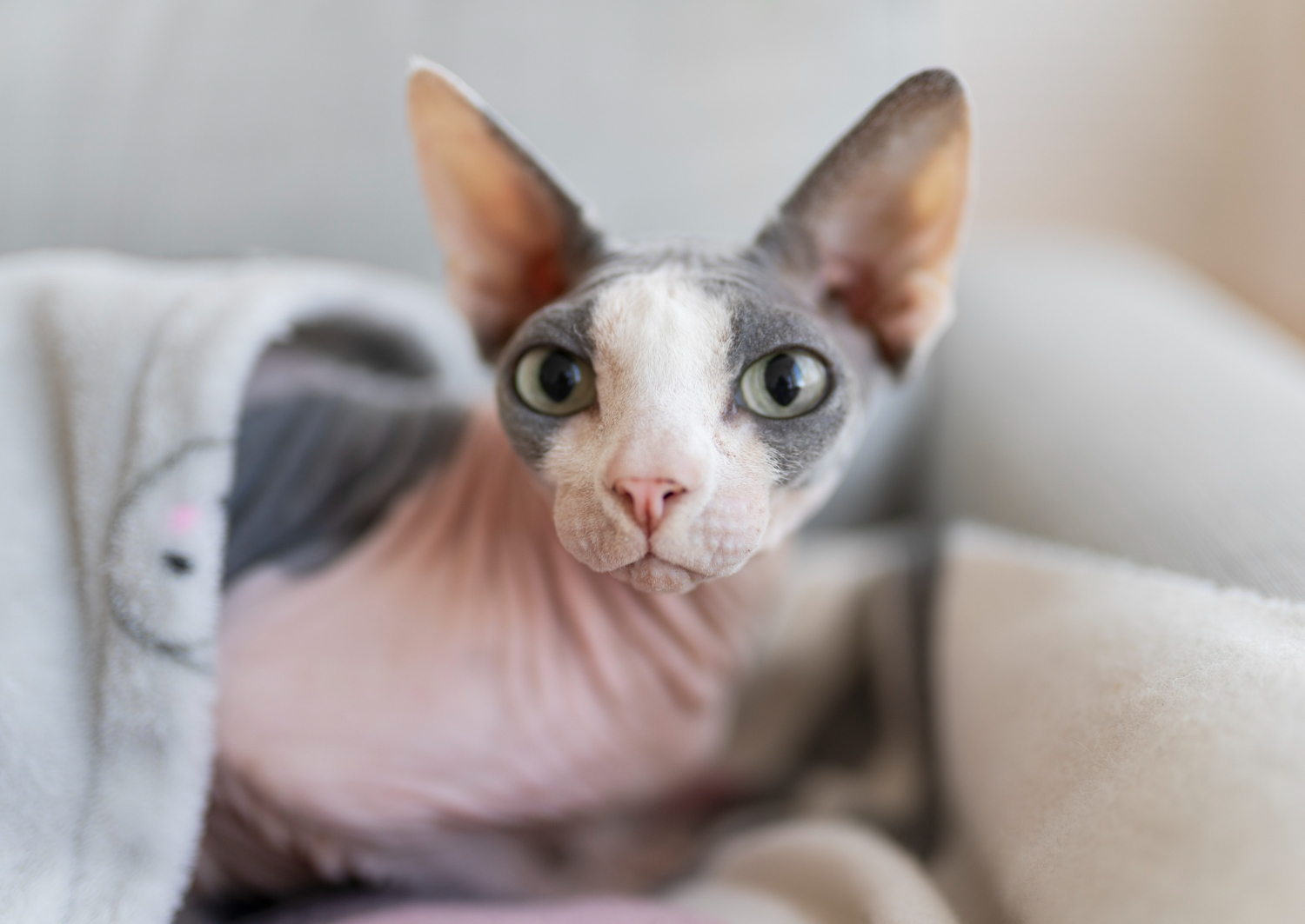 Gato Sphynx